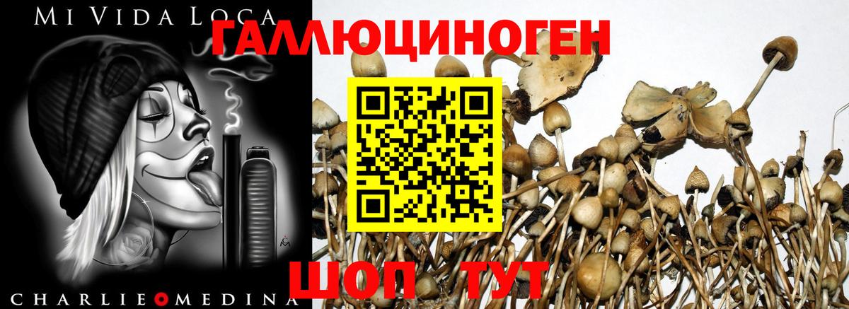 Псилоцибиновые грибы Psilocybine cubensis  продажа наркотиков  Вход с VPN  Борисоглебск  Псилоцибиновые грибы GOLDEN TEACHER 